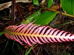 Image result for Blechnum attenuatum