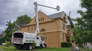 Curtis kings tree service has 15 years of experience providing strategic tree removal and other tree services in western canada. Noel S Tree Service Posts Facebook