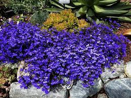Lobelia Erinus Monsoon Buy Online At Annie S Annuals Plants Landscaping Plants Planting Flowers