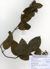 Image result for Rytigynia umbellulata