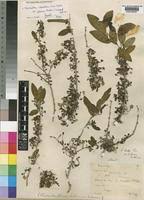 Image result for Cleistanthus schlechteri