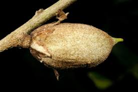 Image result for Englerophytum natalense