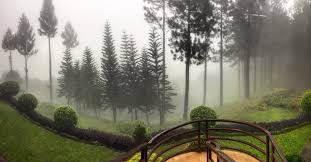 Mountain Pines Farm A Brown Company Inc