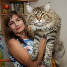 Yorumlama Ruya Kedi Kedi Hisses Ruya