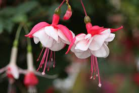 Fuchsia Flower Meaning