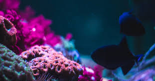 Click on buy / sell in the upper left corner, choose the crypto you want to purchase and the amount in your local currency. Reef Finance Raises 3 9m For Cross Chain Defi On Polkadot Coindesk