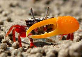 Crabes D Eau Douce Guide D Entretien Configuration Et Elevage Des Reservoirs Kikeriki
