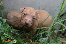 Search through thousands of dogs for sale and puppies for sale adverts near me in the usa and europe at animalssale.com. Rednose American Staffordshire Terrier Puppies Find Me A Pet