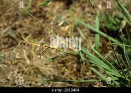 Image result for Urochloa brizantha