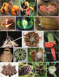 Image result for Trachyphrynium braunianum