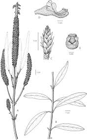 Image result for Coleus betonicifolius