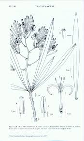 Image result for Eriospermaceae