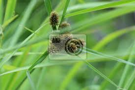 Image result for Cyperus cyperoides