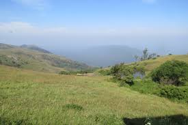 Image result for Cleistachne sorghoides