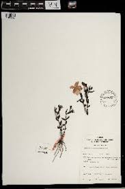 Image result for Cycnium tubulosum