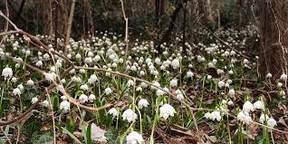 La Valle Della Primavera A Monticolo Breve Camminata