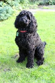 Black And White Cocker Spaniel Poodle Mix Coat Colour Gallery Cockapoo Grooming Black Cockapoo Cockapoo Puppies