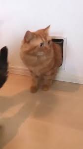 Guess How Many Cats There Are It Is Amazing I Like This Idea Cool Lovecats Amazing Video Cute Animals Cute Cats And Kittens Funny Cute Cats