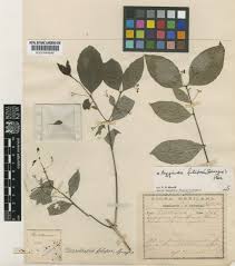 Image result for Crossopetalum