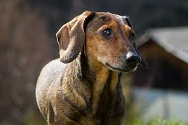 They're found in your bone marrow and around the blood vessels in your body. Benign Skin Tumors In Dogs
