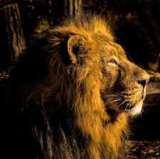 Who will win in a fight between the lion vs tiger? Pin On Design Display Ideas Kids Artwork