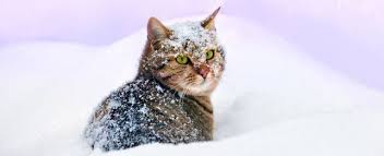 For her cat for two days when she finally found it in the garage. Easy Tips On How To Determine If The Weather Is Too Cold For Your Cats