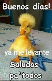 Check spelling or type a new query. Buenos Dias Imagenes Chistosas 62 Bonitasimagenes Net