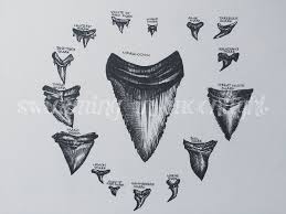 Black And White Shark Teeth Clipart Shark Tooth Mandala Archival Print Shark Tooth Tattoo Shark Tattoos Tooth Tattoo