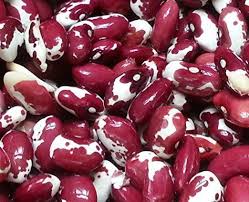 From basic navy beans to the speckled anasazi bean, virtually every type of bean can be dried to preserve it longer. Pin On Anasazi Beans Recipes
