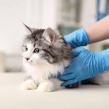 BEST of Prairie View Veterinarians