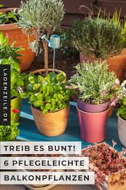 Diese 6 Balkonpflanzen Sind Besonders Pflegeleicht Ladenzeile In 2020 Balkon Pflanzen Pflegeleicht Balkon Pflanzen Bienenfreundliche Pflanzen