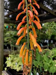 Image result for Kniphofia thomsonii