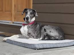 Maybe you would like to learn more about one of these? Pin On Mantle Marked Merle Great Danes