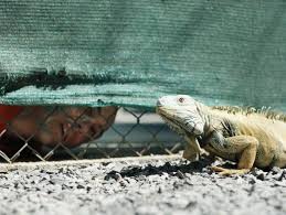 The mauritanian movie reviews & metacritic score: Guantanamo The Mauritanian Is Scarily Accurate Down To The Iguanas