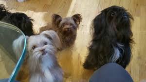 Check spelling or type a new query. Where To Find Mi Ki Puppies For Sale Dogable