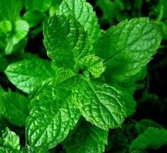 7 Bonnes Raisons Pourquoi Vous Devriez Cultiver Une Plante De Menthe Chez Vous Menthe Menthe Fraiche Plante