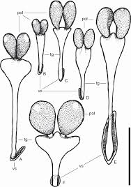 Image result for Mesanthemum pilosum