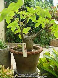 Pin On Fashin Plants