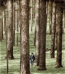 It is grown for the christmas tree industry in south carolina. Pinus Palustris Longleaf Pine Description The Gymnosperm Database