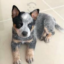 Maybe you would like to learn more about one of these? Cachorros Pastor Australiano En Mexico Ciudad De Clasf Moda Y Accesorios