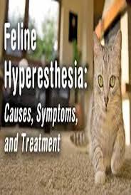 All information is peer reviewed. Feline Hyperesthesia Cat Guides Feline Cat Diseases Crazy Cats