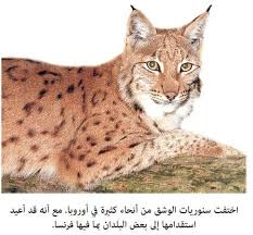 So the lime attracted the bobcat to his remains. Ø­ÙŠÙˆØ§Ù†Ø§ Ø§Ù„Ùˆ Ø´ Ù‚ ÙˆØ§Ù„Ø¨ Ø¨ Ùƒ Øª