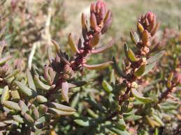 Image result for Suaeda articulata