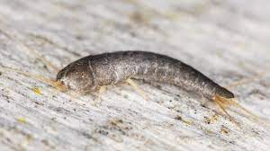 Kartoffeln sind ein geeignetes hausmittel, um silberfische zu bekämpfen. Silberfische Im Haus Loswerden Tipps