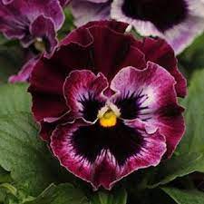Fizzle Sizzle Raspberry Pansy Flower Seeds Biennial 30 Flower Seeds Annual Flowers Pansies
