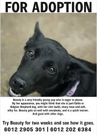 Adoptions needed in penang island. Pet Adoption Network Malaysia Home Facebook