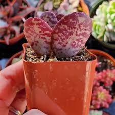 Image result for Kalanchoe humilis