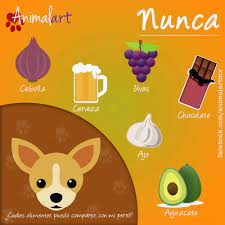 Pin En Champu Para Perros