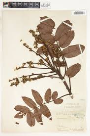 Image result for Canarium schweinfurthii