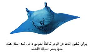 Manta ray is a true beachfront restaurant, located along side the sands of the beach, and just steps away from the clashing waves. ÙØ¨Ø°Ø© ØªØ¹Ø±ÙÙÙØ© Ø¹Ù Ø³ÙÙØ© Ø´ÙÙÙÙ Ø§ÙÙØ§ÙØªØ§